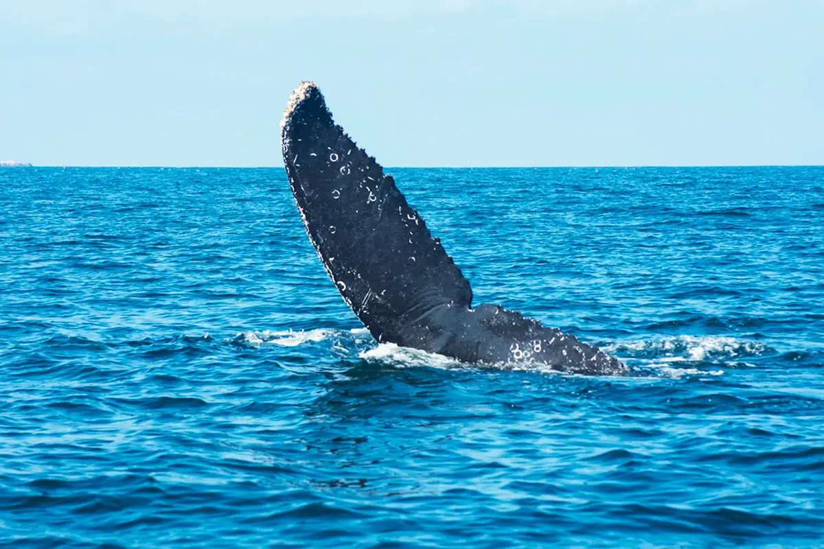 Cola ballenas jorobadas
