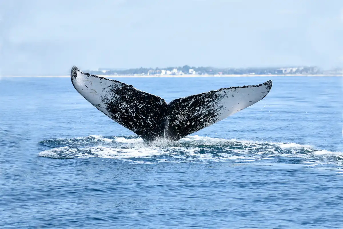 Investigación de ballenas